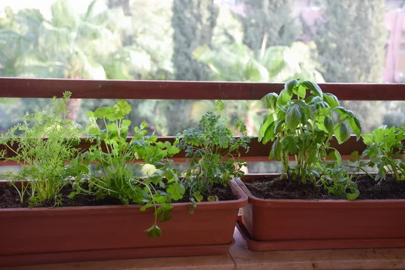 Kräuter in Pflanzkästen auf Balkon